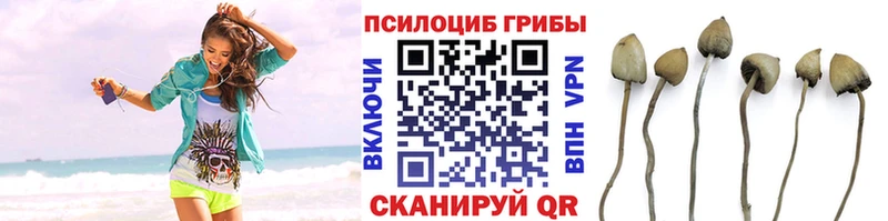 где купить наркоту  Нестеров  МЕГА ссылки  Псилоцибиновые грибы Psilocybine cubensis 
